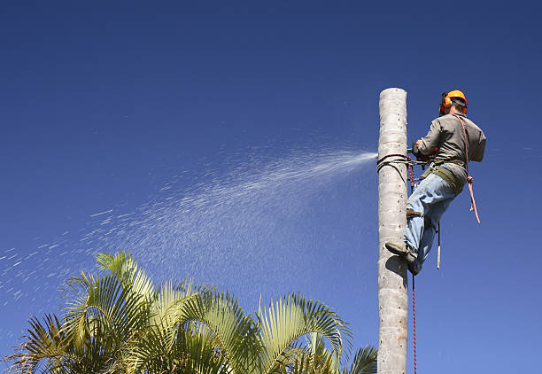 Best Artificial Turf Installation  in Pacifi, CA