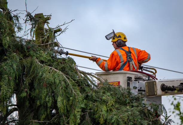 Grass Overseeding in Pacifica, CA