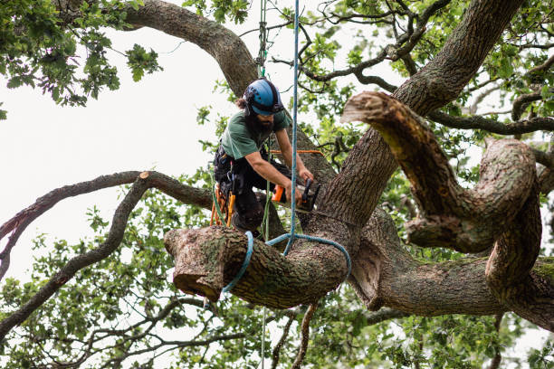 Best Fruit Tree Pruning  in Pacifi, CA