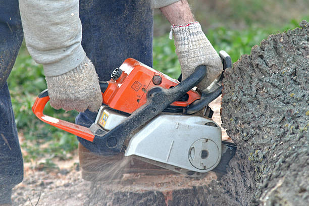 Professional Tree Services in Pacifica, CA