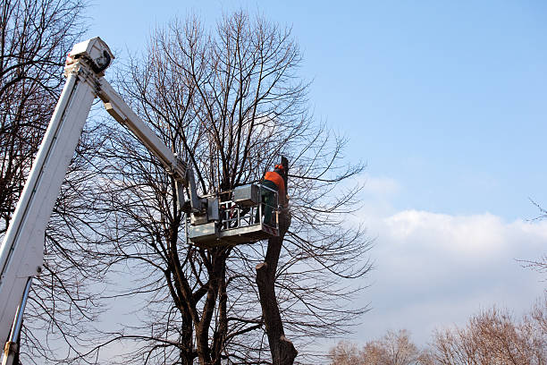 Best Tree Risk Assessment  in Pacifi, CA