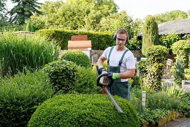 Lawn Grading and Leveling in Pacifica, CA